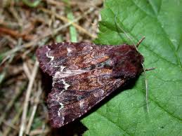 Attēlu rezultāti vaicājumam “Ceramica pisi”