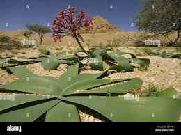 Attēlu rezultāti vaicājumam “Amarillidaceae”