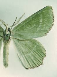 Attēlu rezultāti vaicājumam “Thalera fimbrialis”