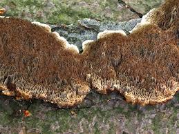 Attēlu rezultāti vaicājumam “Inonotus leporinus”