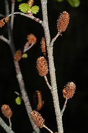 Attēlu rezultāti vaicājumam “Betula nana”