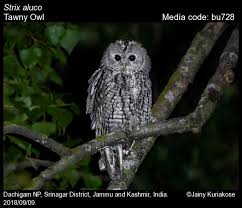 Attēlu rezultāti vaicājumam “Strix aluco”