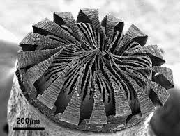 Attēlu rezultāti vaicājumam “Timmia megapolitana”