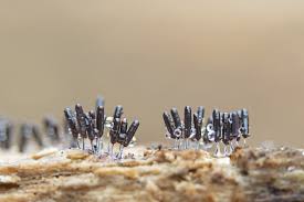 Attēlu rezultāti vaicājumam “Stemonitopsis amoena”