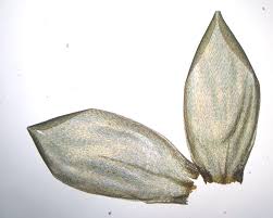 Attēlu rezultāti vaicājumam “Pleurozium schreberi”