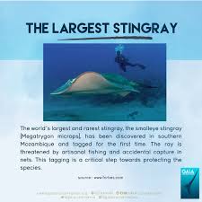 Image result for Megatrygon microps