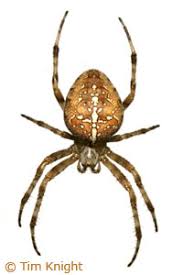 Attēlu rezultāti vaicājumam “Araneus diadematus female”