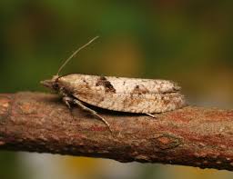 Attēlu rezultāti vaicājumam “Epinotia trigonella”