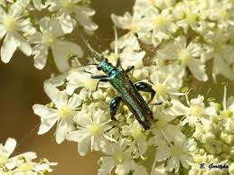Attēlu rezultāti vaicājumam “Oedemera femorata”