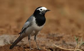 Attēlu rezultāti vaicājumam “Motacillidae”