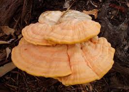 Attēlu rezultāti vaicājumam “Laetiporus sulphureus”