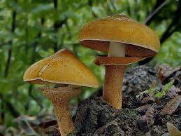 Attēlu rezultāti vaicājumam “Phaeolepiota aurea”