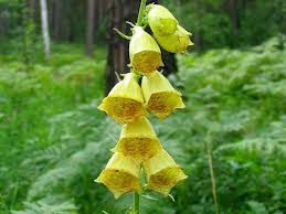 Image result for Digitalis grandiflora