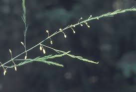 Attēlu rezultāti vaicājumam “Asparagus officinalis leaf”