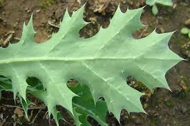 Attēlu rezultāti vaicājumam “Papaver argemone leaf”