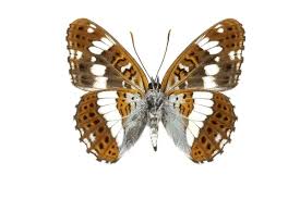 Attēlu rezultāti vaicājumam “Limenitis camilla”