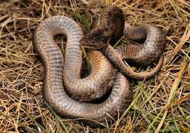 Attēlu rezultāti vaicājumam “Coronella austriaca adult”