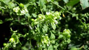 Attēlu rezultāti vaicājumam “Silene baccifera fruit”
