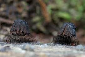 Attēlu rezultāti vaicājumam “Stemonitis axifera var. smithii spores”