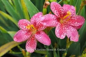 Image result for Pardancanda norrisii