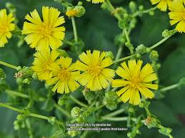 Attēlu rezultāti vaicājumam “Lactuca sativa flower”