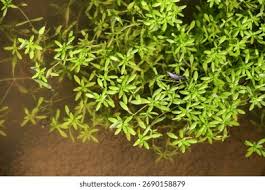 Attēlu rezultāti vaicājumam “Callitriche cophocarpa leaf”