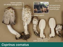 Image result for coprinus