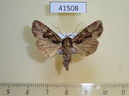 Attēlu rezultāti vaicājumam “Apamea remissa”