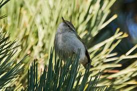 Image result for Phylloscopus humei