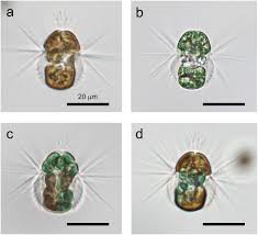 Attēlu rezultāti vaicājumam “Lignydium muscorum macro”