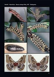 Attēlu rezultāti vaicājumam “Saturniidae”