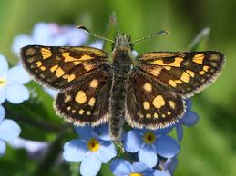 Attēlu rezultāti vaicājumam “Carterocephalus silvicolus male”