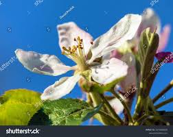 Attēlu rezultāti vaicājumam “Malus domestica flower”