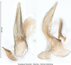 Attēlu rezultāti vaicājumam “Acupalpus flavicollis”