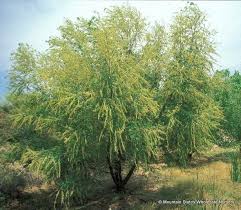 Attēlu rezultāti vaicājumam “Salix”