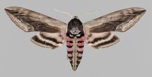 Attēlu rezultāti vaicājumam “Sphinx ligustri”