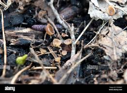 Attēlu rezultāti vaicājumam “Ciboria amentacea”