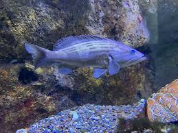 Image result for Epinephelus costae