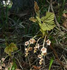 Attēlu rezultāti vaicājumam “Ribes nigrum flower”