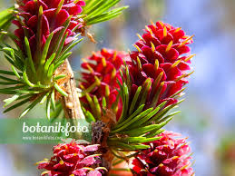 Attēlu rezultāti vaicājumam “Larix decidua flower”