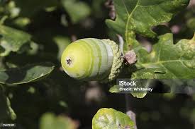 Attēlu rezultāti vaicājumam “Quercus robur fruit”