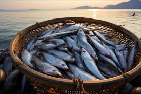 Image result for Clupea pallasii