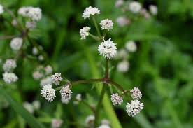 Attēlu rezultāti vaicājumam “Sanicula europaea bud”