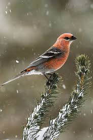 Image result for Pinicola enucleator