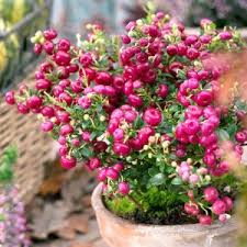 Attēlu rezultāti vaicājumam “Gaultheria cuneata”