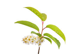 Attēlu rezultāti vaicājumam “Frangula alnus flower”