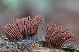 Attēlu rezultāti vaicājumam “Hemitrichia decipiens spores”