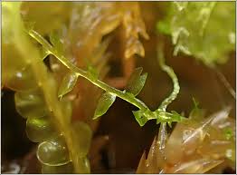 Attēlu rezultāti vaicājumam “Cladopodiella fluitans”