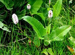 Attēlu rezultāti vaicājumam “Bistorta major flower”