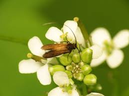 Attēlu rezultāti vaicājumam “Cauchas rufimitrella”